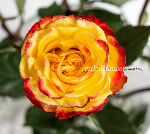 Роза классическая High & Yellow Magic